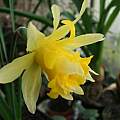 Narcissus pseudonarcissus var. 'Samuel Moudoumbou', Mark Brown