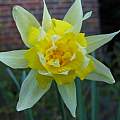 Narcissus pseudonarcissus var. 'Samuel Moudoumbou', Mark Brown