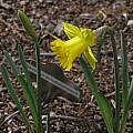 Narcissus pseudonarcissus, Mary Sue Ittner [Shift+click to enlarge, Click to go to wiki entry]
