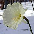 Narcissus romieuxii ssp. romieuxii var. rifanus, John Lonsdale