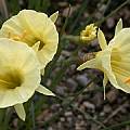 Narcissus romieuxii ssp. romieuxii var. rifanus, Jane McGary