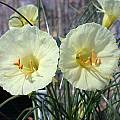 Narcissus romieuxii, John Lonsdale