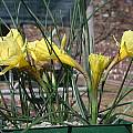 Narcissus romieuxii, John Lonsdale
