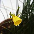 Narcissus romieuxii, Arnold Trachtenberg