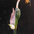 Narcissus romieuxii 'Julia Jane', Arnold Trachtenberg