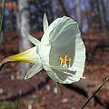 Narcissus romieuxii ssp. romieuxii var. mesatlanticus, John Lonsdale