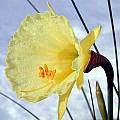 Narcissus romieuxii ssp. romieuxii, John Lonsdale