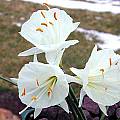 Narcissus romieuxii ssp. zaianicus, John Lonsdale