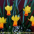 Narcissus rufus × Narcissus cyclamineus, Bill Dijk