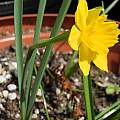 Narcissus rupicola ssp. marvieri, Mary Sue Ittner [Shift+click to enlarge, Click to go to wiki entry]