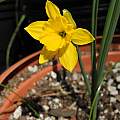Narcissus rupicola ssp. marvieri, Mary Sue Ittner