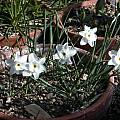 Narcissus rupicola ssp. watieri, Jane McGary