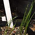Narcissus seedlings, Travis Owen