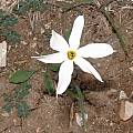 Narcissus serotinus, Angelo Porcelli