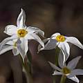 Narcissus serotinus, Shlomit Heymann