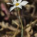 Narcissus serotinus, Shlomit Heymann