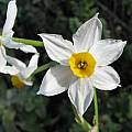 Narcissus tazetta, Nhu Nguyen