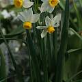 Narcissus 'Canaliculatus', David Pilling