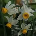 Narcissus 'Canaliculatus', David Pilling