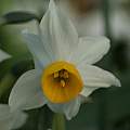 Narcissus 'Canaliculatus', David Pilling [Shift+click to enlarge, Click to go to wiki entry]