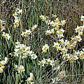Narcissus sp., Salt Point State Park, Bob Rutemoeller