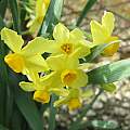 Narcissus tazetta ssp. bertolonii, Angelo Porcelli