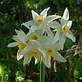 Narcissus tazetta ssp. italicus, Angelo Porcelli