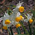 Narcissus tazetta, Mary Sue Ittner