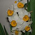 Narcissus tazetta orientalis, Angelo Porcelli