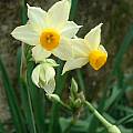 Narcissus tazetta, Angelo Porcelli
