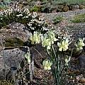 Narcissus triandrus, Jane McGary