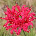 Nerine '81-7' from Ed Zinkowski, Michael Mace Nerine '81-7' from Ed Zinkowski, Michael Mace
