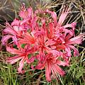 Nerine 'Bushfire' from Ed Zinkowski, Michael Mace Nerine 'Bushfire' from Ed Zinkowski, Michael Mace