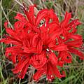 Nerine 'Girondolo' × 91-28 from Ed Zinkowski, Michael Mace Nerine 'Girondolo' × 91-28 from Ed Zinkowski, Michael Mace