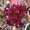 Nerine 'Girondolo' × 91-28 from Ed Zinkowski, Michael Mace Nerine 'Girondolo' × 91-28 from Ed Zinkowski, Michael Mace