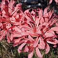 Nerine 'Kenilworth', Michael Mace Nerine 'Kenilworth', Michael Mace