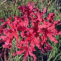 Nerine 'Mandarin', Michael Mace Nerine 'Mandarin', Michael Mace