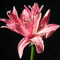 Nerine 'Mrs Moore × Carmenita' from Ed Zinkowski, Arnold Trachtenberg Nerine 'Mrs Moore × Carmenita' from Ed Zinkowski, Arnold Trachtenberg