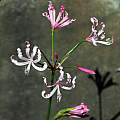Nerine 'Wombe' × 'Carmenita' from Ed Zinkowski, Mary Sue Ittner Nerine 'Wombe' × 'Carmenita' from Ed Zinkowski, Mary Sue Ittner