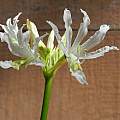 Nerine 'Eve' from Ed Zinkowski, Mary Sue Ittner Nerine 'Eve' from Ed Zinkowski, Mary Sue Ittner