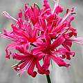 Nerine 'Eve' from Ed Zinkowski, Mary Sue Ittner Nerine 'Eve' from Ed Zinkowski, Mary Sue Ittner