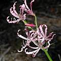 Nerine G64-129 × 90-6 from Ed Zinkowski, Mary Sue Ittner Nerine G64-129 × 90-6 from Ed Zinkowski, Mary Sue Ittner