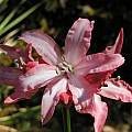 Nerine G64-129 × 90-6 from Ed Zinkowski, Mary Sue Ittner Nerine G64-129 × 90-6 from Ed Zinkowski, Mary Sue Ittner
