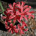 Nerine 'Jenny Wren' from Ed Zinkowski, Mary Sue Ittner Nerine 'Jenny Wren' from Ed Zinkowski, Mary Sue Ittner