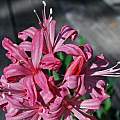 Nerine 'Meditation × Joan Tonkin' from Ed Zinkowski, Mary Sue Ittner Nerine 'Meditation × Joan Tonkin' from Ed Zinkowski, Mary Sue Ittner