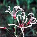 Nerine angustifolia, Cameron McMaster