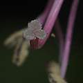 Nerine angustifolia, David Pilling