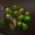 Nerine angustifolia seed, David Pilling