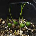 Nerine angustifolia seedlings, 22nd October 2013, David Pilling