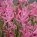 Nerine angustifolia, Cameron McMaster [Shift+click to enlarge, Click to go to wiki entry]